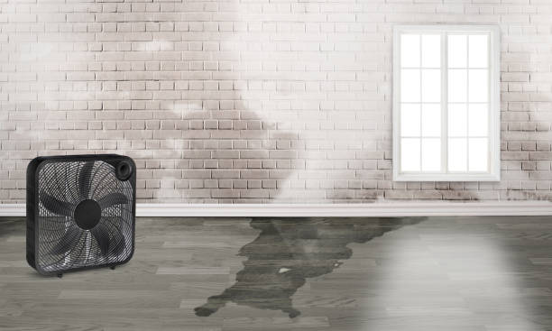 Best Carpet water damage restoration  in East Hazel Crest, IL